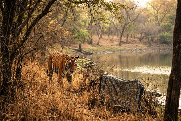 Bengal tiger safari in Ranthambore National Park Rajasthan